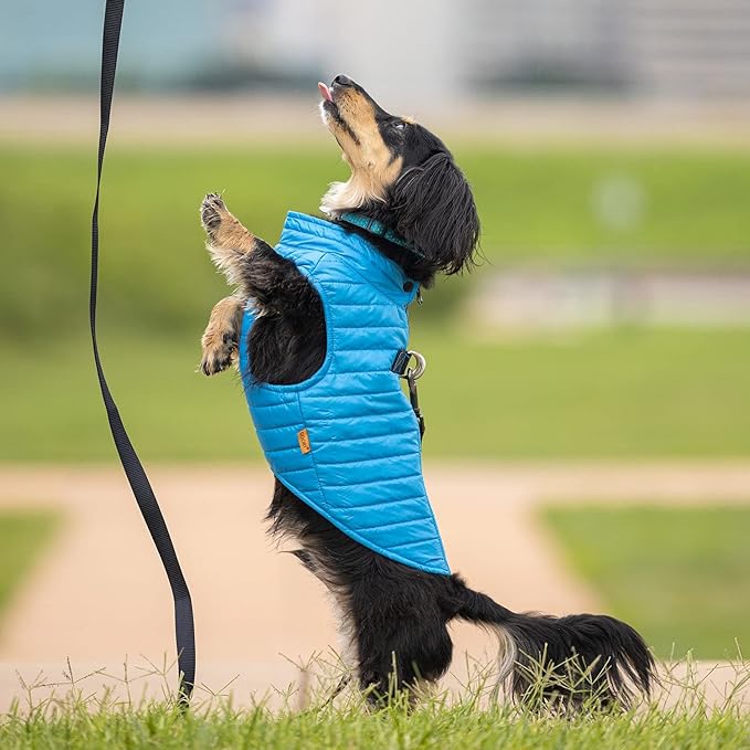Gooby Puffer Vest Dog Jacket - Blue, Medium - Ultra Thin Zip Up Wind Breaker with Dual D Ring Leash Water Resistant for Small to Medium Dogs
