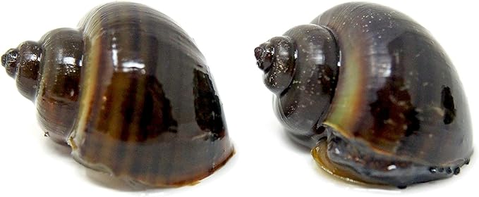 Aquatic Arts 20 Live Black Mystery Snails | Freshwater Scrubber/Real Living Aquarium Glass Clearer | Nano Tank Decorations