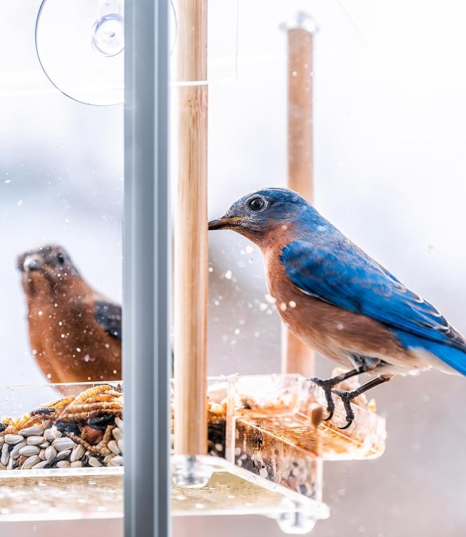 No Mess Wild Bird Seed – 2 Pack (10 lb Bags) Hull Free Sunflower Chip & Peanut Bird Feeder Blend