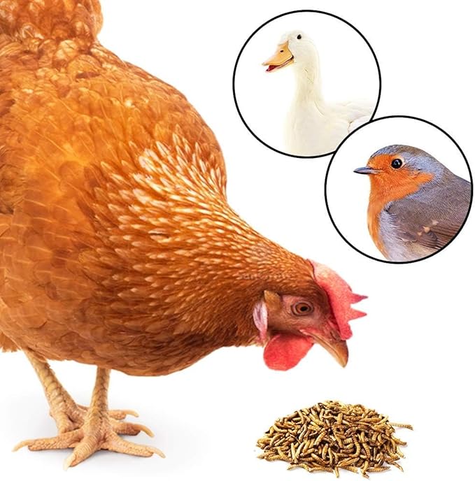 JOR High-Protein Mealworms for Poultry and Birds, Favorite Treat of Hedgehogs, Nutritionally Packed for Squirrels and Frogs, Lizards, Snakes & Fish, 200gram (7Oz)