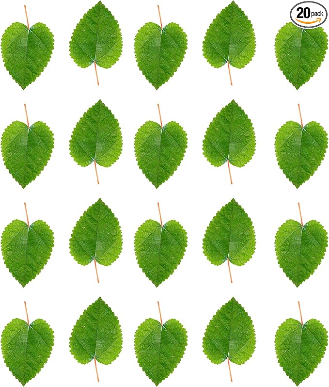 Awesome Aquatic Mulberry Shrimp Leaves Natural Botanical Leaf Food Organic Treat Aquarium Fish Shrimp Terrarium High Protein Vitamin Mineral Fiber Healthy Habitat Environment (Mulberry 20 pk)
