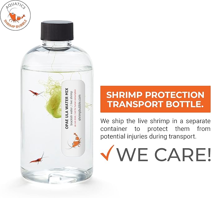 Shrimp Bubble Self-Sustaining Ecosystem - Natural. Contains Live Opae Ula Shrimp