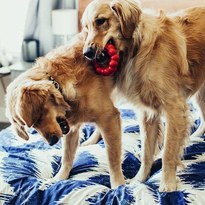 KONG Ring & Goodie Ribbon - Durable Rubber Treat-Dispensing Chew Toy for Dental Health - for Small Dogs