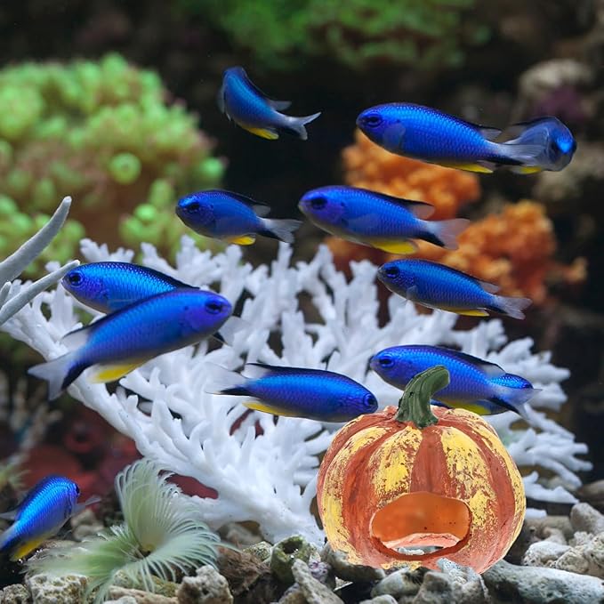 POPETPOP Pumpkin Shaped Aquarium Cave 3 Inch Resin Fish Tank Decor Shrimp Hideout Wear-Resistant Aquarium Decoration for Fish and Aquatic Pets