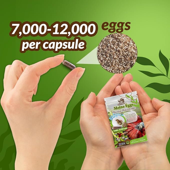 Moina macrocopa Eggs (Water Flea) - for Hatching, Freshwater Live Fish Food for Newborn Fry, Betta Fish and Other Aquatic Species. Encourages Natural Hunting Behavior in Fish. 3 Capsules