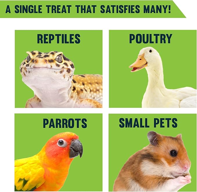 JOR High-Protein Mealworms for Poultry and Birds, Favorite Treat of Hedgehogs, Nutritionally Packed for Squirrels and Frogs, Lizards, Snakes & Fish, 200gram (7Oz)