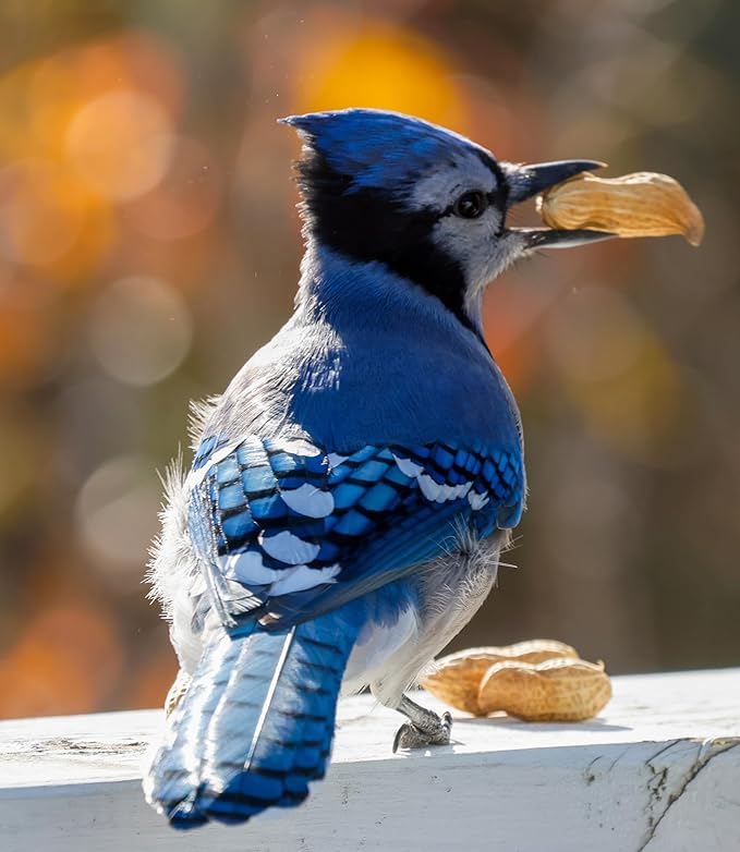 Peanut Pieces – 5 lb Shelled Peanut Pieces Bird Feeder Mix