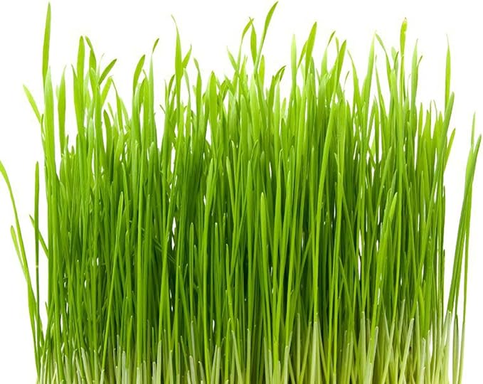 Fun and Entertaining Cat Grass Chewables Wheatgrass Perfect for Indoor Treat 50g Cat Grass Snacks Anti-Hairball Cat Grass for Indoor Cats