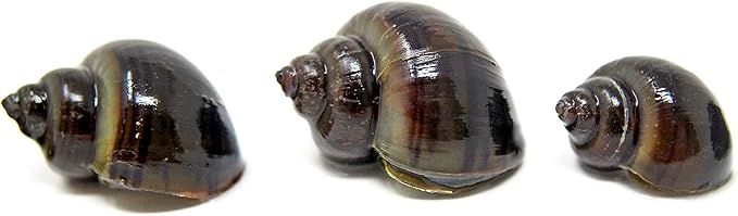 Aquatic Arts 20 Live Black Mystery Snails | Freshwater Scrubber/Real Living Aquarium Glass Clearer | Nano Tank Decorations