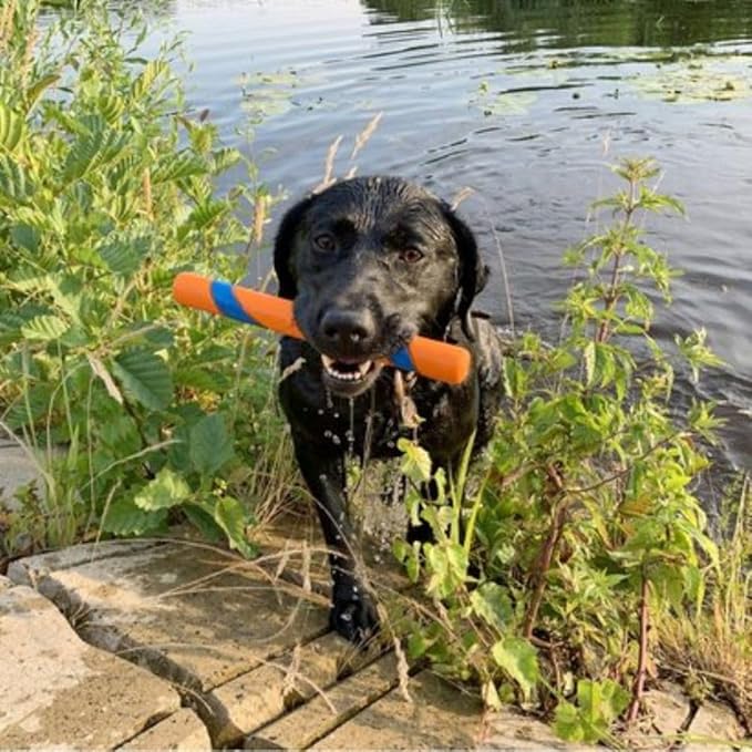 Chuckit! Ultra Fetch Stick Paraflight Flying Disc Dog Toys