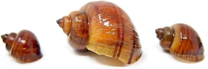 Aquatic Arts 3 Live Albino Mystery Snails | Freshwater Aquarium Species | Safe in Tetra/Guppy/Betta Fish Tanks