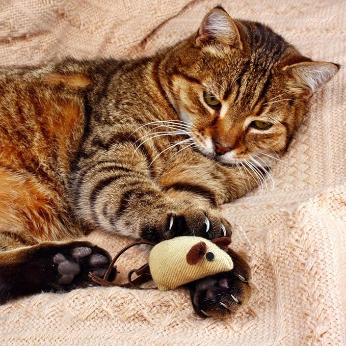 Kit and Kaboodle Crunchy Chicken Cat Treats - 2 Count (9 Ounces) Bundled with MerlinsMart Zine - Plus Catnip Toy-L8