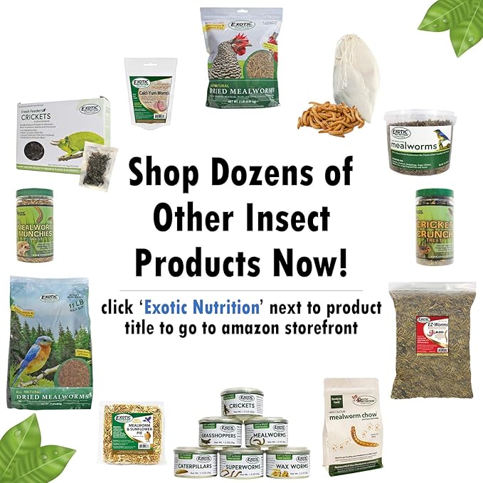 Dried Mealworms Treat (1.41oz.) - 100% Natural, Non-GMO, High Protein, Insect Treat for Chicken, Laying Hen, Chick, Wild Bird, Bluebird, Duck, Goose, Turkey, Chickadee, Titmice, Wren, Reptile, Fish