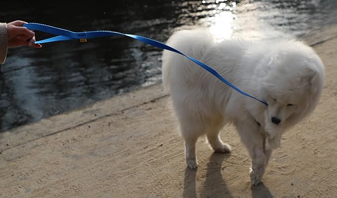 Dingo Natural tug Toy for Dog, Sheepskin Toy, Sheep Leather, Long Toy, for Chasing Motivation Reward Agility, Long Handle, Blue 15583