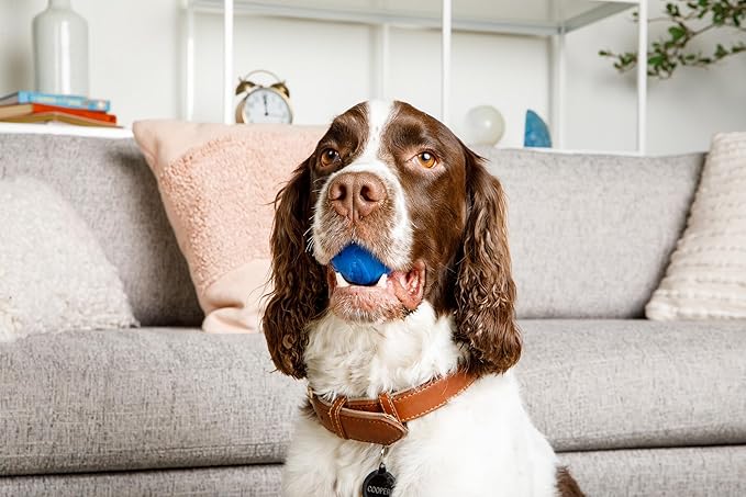 ZoomieBall Interactive Dog Ball Toy - Automatic Rolling & Bouncing, 3 Speed Modes, LED Lights, USB-C Rechargeable, Motion Activated Pet Toy (Orange)