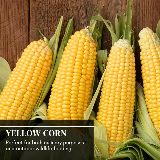5 Pounds Premium Corn for Feeding – Bird Food for Crows and Ravens, Grown in Iowa, 5 lb Resealable Bag