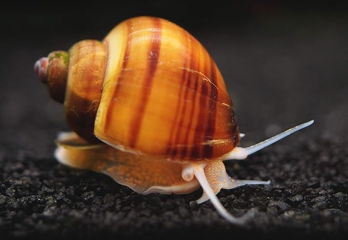 Aquatic Arts 5 Live Albino Mystery Snails | Freshwater Aquarium Scrapers/Real Living Nano Fish Tank Pet | Glass Clearing Snail Decorations