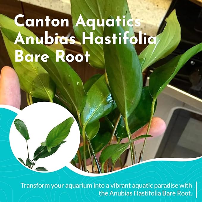 Anubias Hastifolia Bare Root - Hardy Freshwater Aquatic Plant - Create a Safe & Natural Environment for Your Aquarium Pets - Adds Natural & Stunning Beauty - Small