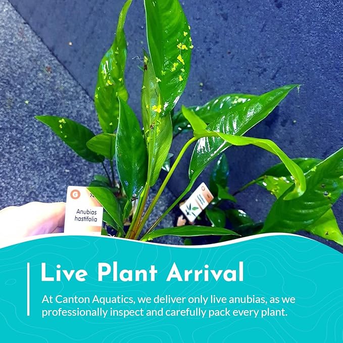 Anubias Hastifolia Bare Root - Hardy Freshwater Aquatic Plant - Create a Safe & Natural Environment for Your Aquarium Pets - Adds Natural & Stunning Beauty - Small