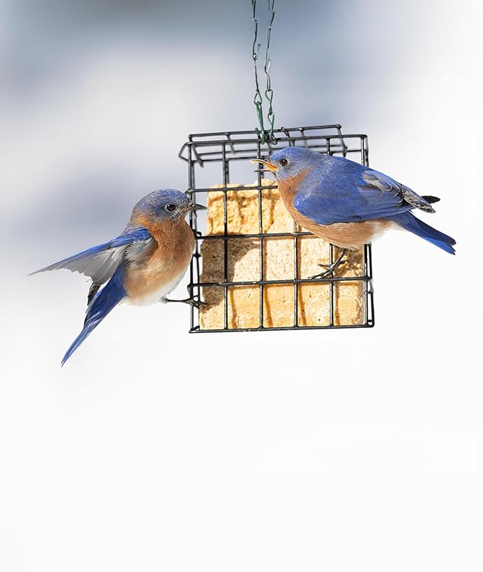 Peanut Wild Bird Suet Cakes – 12 Pack, 12.15 oz Each, Woodpecker Favorite, No-Melt Formula High Protein & High Fat Suet for Suet Feeders