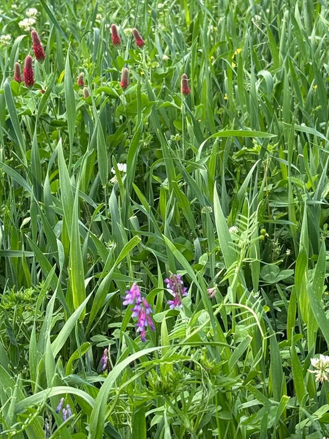 Whitetail Institute Grunt N Gobble Fall Food Plot Seed Mix, Grain and Clover Blend for Deer & Turkey, Stays Attractive Into Late Season, 10 lb (Covers 1/4 Acre)