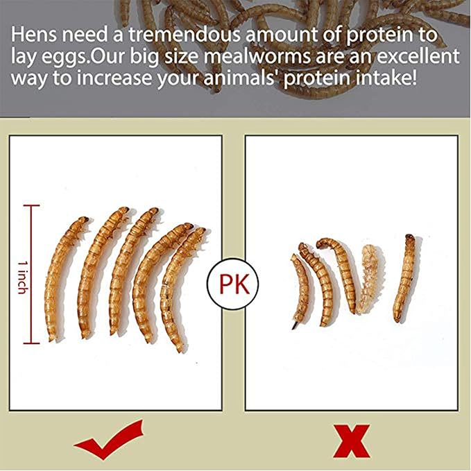 22 lbs Non-GMO Dried Mealworms for Wild Bird Chicken Fish,High-Protein,Lrage Meal Worms.
