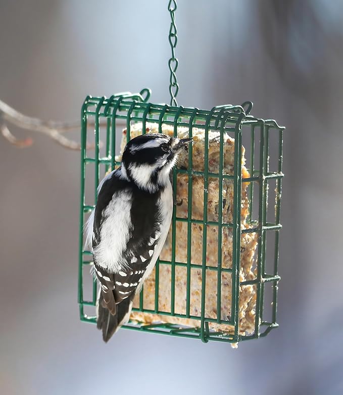 Peanut Wild Bird Suet Cakes – 12 Pack, 12.15 oz Each, Woodpecker Favorite, No-Melt Formula High Protein & High Fat Suet for Suet Feeders