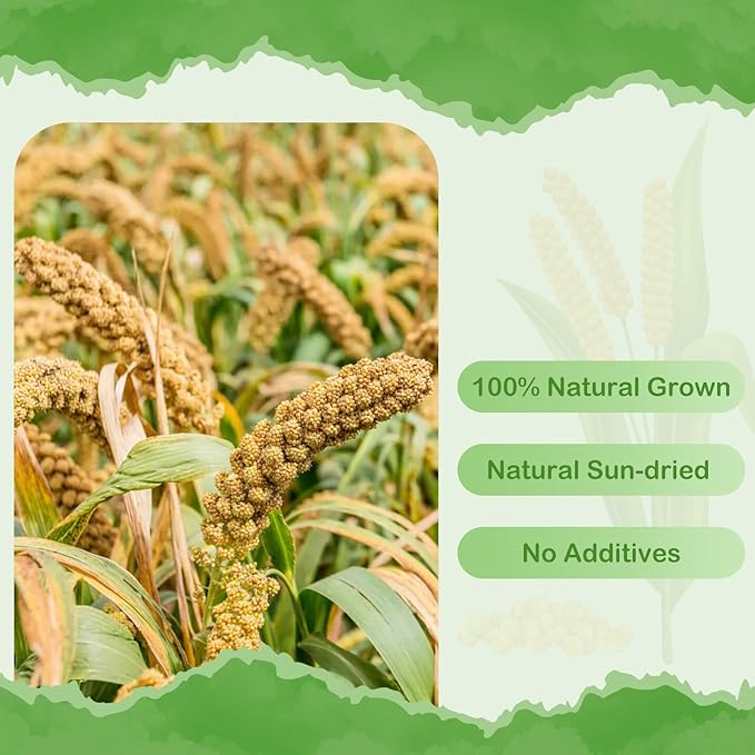 ERKOON 1.5LB Spray Millet Treat, All Natural Sun-Dried Healthy Treat Parrot Food Bird Snack for Parakeets, Lovebirds, Cockatiels, Finches, Budgies, Canaries Hamster, Bird Food Bulk