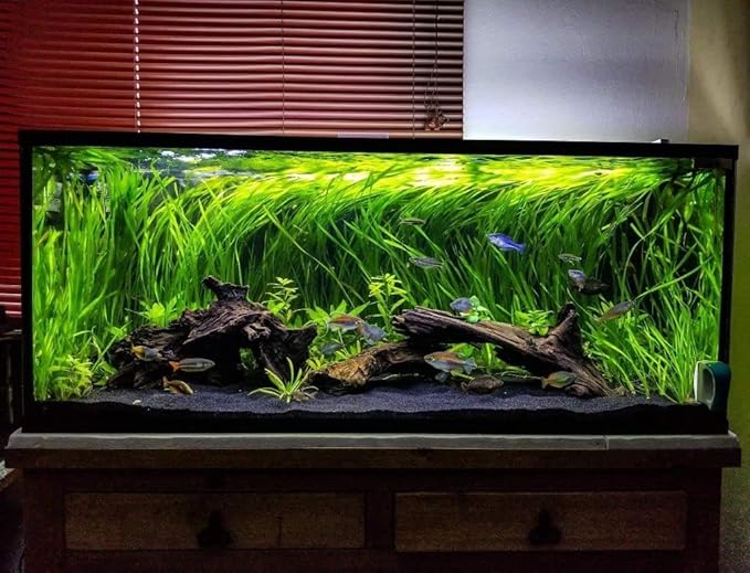 Azil Natural Driftwood 6'' - 8''(3pcs) Perfect Aquarium Decoration! Ideal for Fish Tanks, Freshwater Aquariums, terrariums, aquascaping, hardscaping,Aquatic Plants.