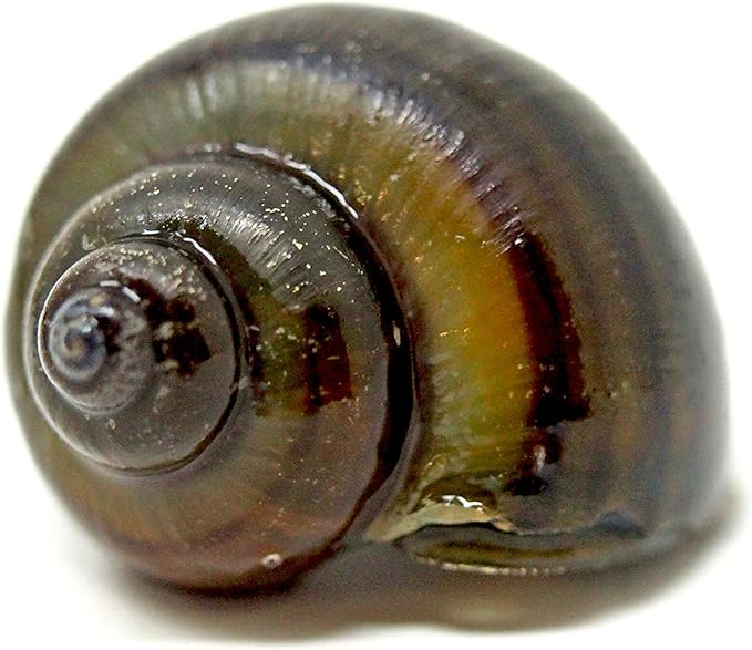 Aquatic Arts 10 Live Black Mystery Snails | Freshwater Aquarium Species | Safe in Tetra/Guppy/Betta Fish Tank | Clear Undergravel Substrate