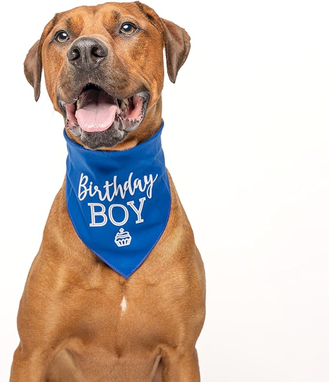 Birthday Boy with Cupcake Dog Bandana | 100% Cotton | Made in USA | Birthday | Pawty | Party Theme | Celebration Supplies | Photoshoot | Lavender, One Size (214)
