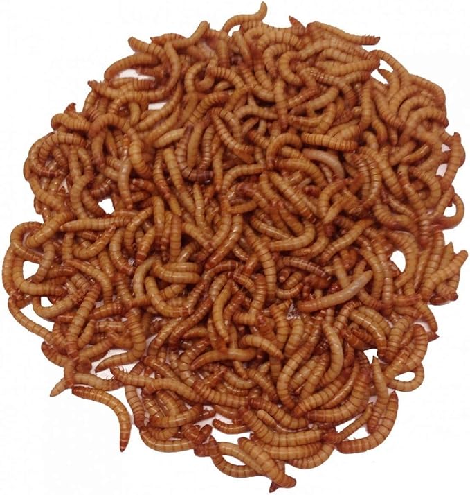 Giant Mealworms Live 500 for Reptile, Birds, Chickens, Fish Food by Abdragons