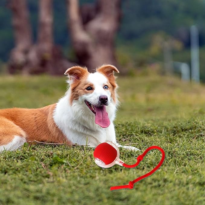 Chewie Viral Rolling Ball for Cats Dogs, Rechargeable Interactive Cat Dog Toys, Active Rolling Ball Cat Toy for Puppy Small Medium Large Dogs, 360° Smart Automatic Rolling Pet Ball