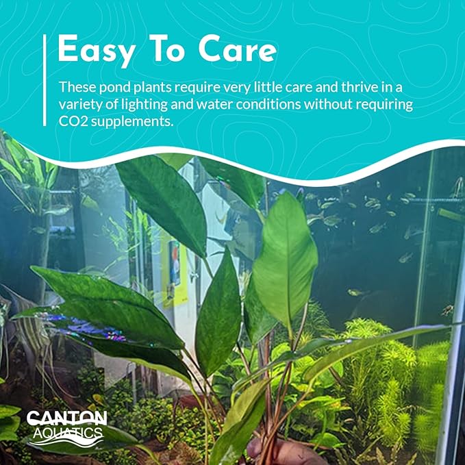 Anubias Hastifolia Bare Root - Hardy Freshwater Aquatic Plant - Create a Safe & Natural Environment for Your Aquarium Pets - Adds Natural & Stunning Beauty - 2 Pot