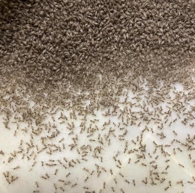 Pinhead Live Banded Crickets (1000 Count)
