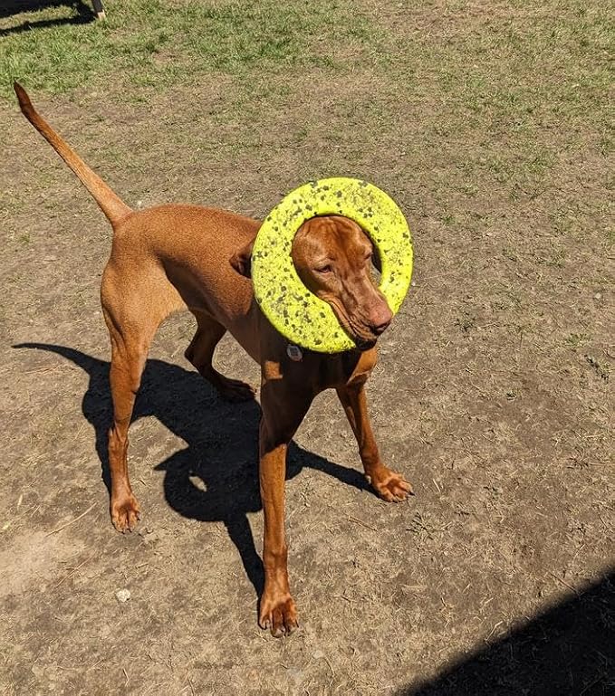 KONG Reflex Flyer – Ultra-Durable, Flexible Dog Frisbee for Tough Fetching, Self-Healing, Bite-Resistant, Floats for Water Play, Long-Lasting Interactive Fun (2 Pack)