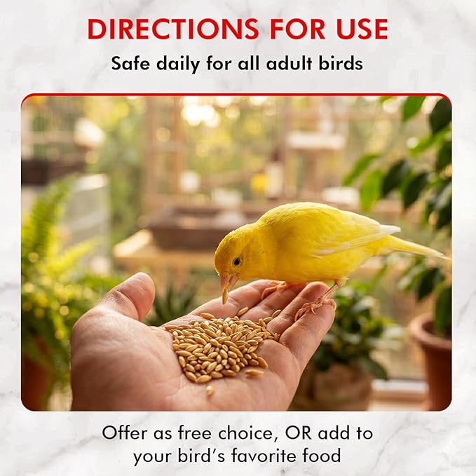 Morning Bird Canary Seed 1.5 lbs – Nutrient-Rich Bird Seed – Creamy Golden Grain Powerhouse - Supports Healthy Feathers & Strong Bones – Natural Daily Nutrition for All Bird Types