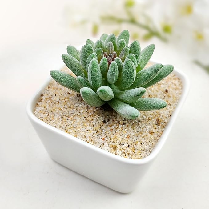 FANTIAN 10 lbs Aquarium Silica Sand. Decorative Mini Aquarium Gravel Substrate for Fish Tank, Plants Potted, Fire Pits, Candle, Vase Filler and Crafts
