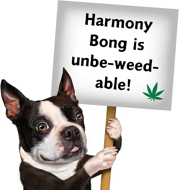 My Name is Harmony Bong, Funny Squeaky Weed Dog Toy, Cute Stuffed Parody Pot Bong, Cool Plush 420 Novelty Gift for Pets, Sized for Puppies & Small, Medium & Large Breeds, Fetch & a Photo Prop