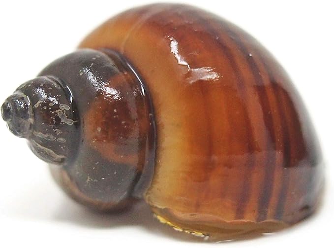 Aquatic Arts 3 Live Albino Mystery Snails | Freshwater Aquarium Species | Safe in Tetra/Guppy/Betta Fish Tanks