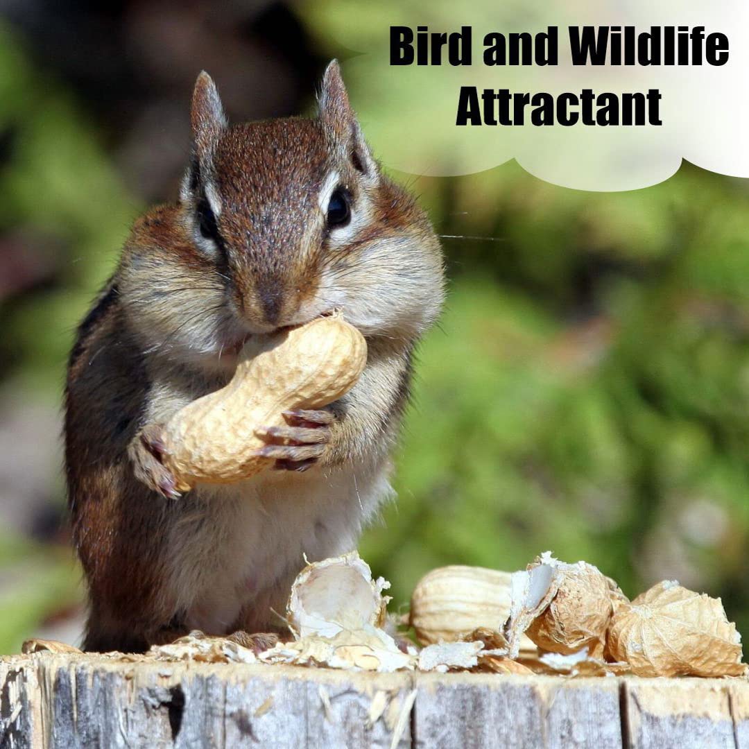 Old Potters Wildlife in-Shell Peanuts for Birds, Squirrels, and Wildlife. USA Grown Non-GMO Raw in-Shell Peanuts (in-Shell, 4 lbs)