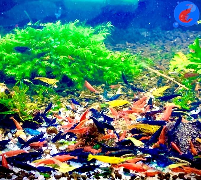 Generic Shrimp Up Aquatics™ 10+ Mixed Color Neocaridina Shrimp Live Freshwater Aquarium Inverts Live Arrival! Mixed