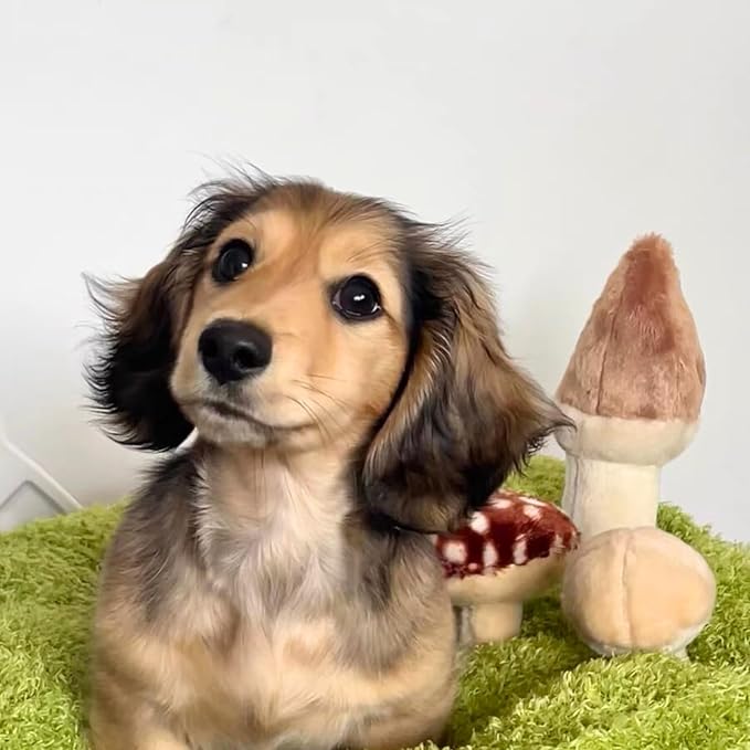 CECE PAW Mushroom Mat Pet Toy & Bed | Dog Snuffle Mat with 3 Crinkle Mushrooms for Treat Hiding | Soft Cushion for Cats, Small Dogs, & Owners | Washable Interactive Play & Cozy Rest