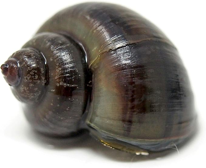 Aquatic Arts 20 Live Black Mystery Snails | Freshwater Scrubber/Real Living Aquarium Glass Clearer | Nano Tank Decorations