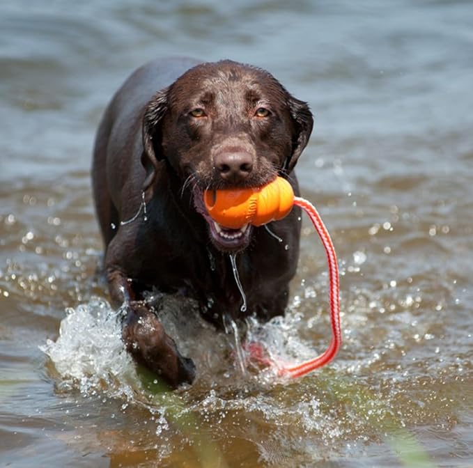 KONG Aqua Classic Dog Toy 2-Pack – Floating Retrieval Toy for Water Play - with Rope (Medium)