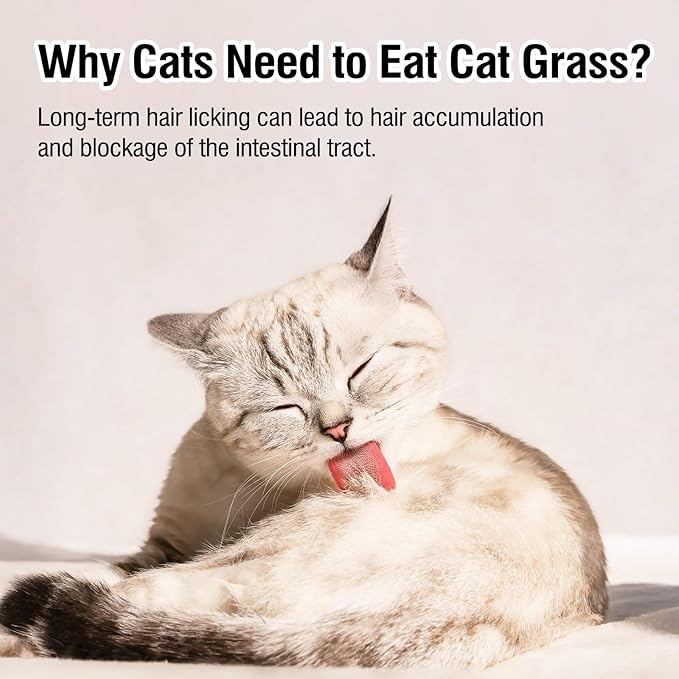 Freeze Drying Cat Grass Treats with Chicken & Egg Yolk - Natural Hairball Relief Snacks for Indoor Cats & Kittens, Healthy Digestive Support, 2.3 oz