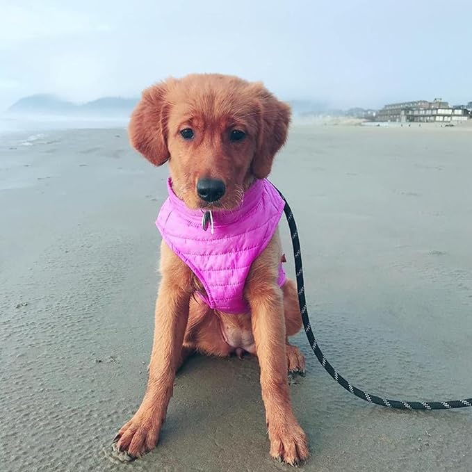 Gooby Puffer Vest Dog Jacket - Purple, X-Large - Ultra Thin Zip Up Windbreaker with Dual D Ring Leash - Water Resistant Dog Sweater Coat