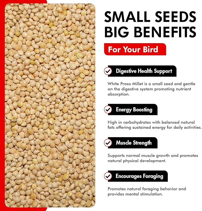Morning Bird White Proso Millet 4.5 lbs (3-Pack, 1.5 lbs Each) Unhulled Natural Bird Seed – Supports Feather Growth & Balanced Nutrition – High Energy Seed - Ideal for Finches, Parakeets & Pet Birds