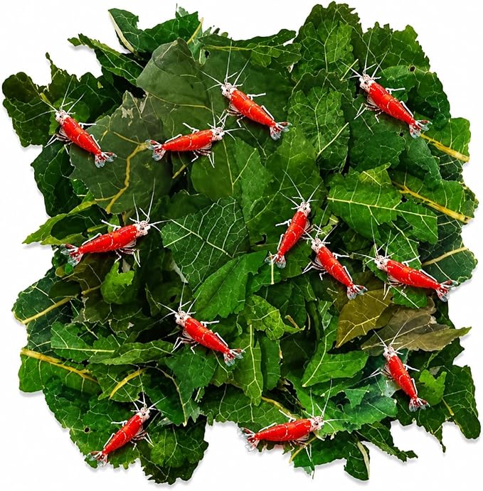 JOR Dried Shrimp Mulberry Leaves, 2 oz. Water Conditioner Leaf as Natural Food Source, Promotes Biofilm Growth & Induce Breeding in Aquatic Pets, Strengthen Exoskeleton & Reduces pH Levels