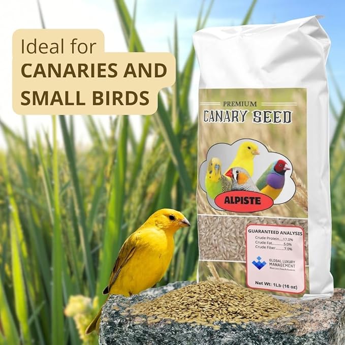 Alpiste Canary Seed 1Lb Bag – Natural Bird Food for Canaries and Small Birds, Finch Food Supports Breeding Growth Digestion Healthy Plumage Bone Strength & Eggshell Formation
